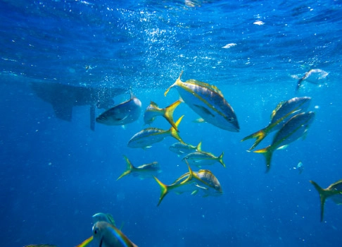 A school of yellowtail fish underwater in clear blue water